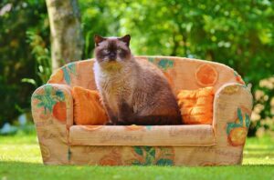 sofa, couch, cat, british shorthair, thoroughbred, fur, pet, brown, beige, blue eyes, animal, cute
